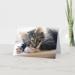 Cartão Zorro By The Window Blank Greeting Card