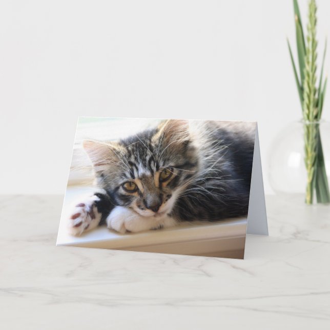 Cartão Zorro By The Window Blank Greeting Card (Frente)