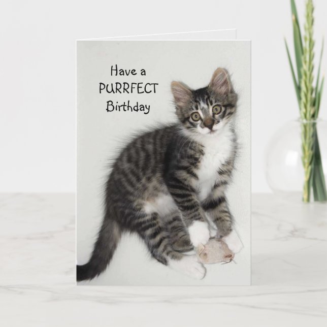 Cartão Zorro Catnip Purrfect Birthday Greeting Card (Frente)