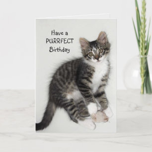 Cartão Zorro Catnip Purrfect Birthday Greeting Card