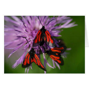 Cartão Zygaena purpuralis
