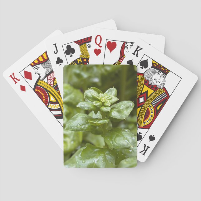 Cartas de Baralho Clássicas (Verso)