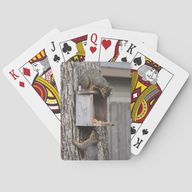 Cartas de Baralho de Esquilo (Verso)