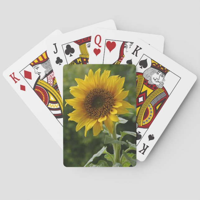 Cartas de Baralho Girassol Magníficas (Verso)