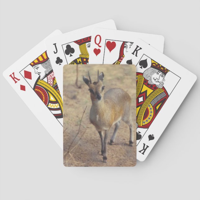 Cartas de Baralho No Zoológico (Verso)