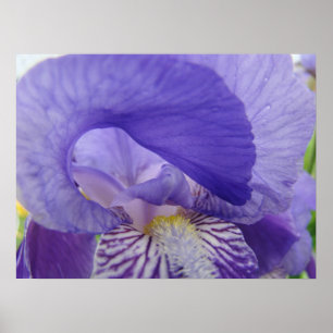 Cartaz de arte de flor de íris roxa Impressões flo