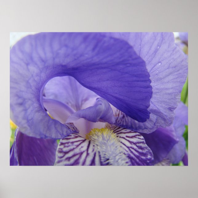 Cartaz de arte de flor de íris roxa Impressões flo (Frente)