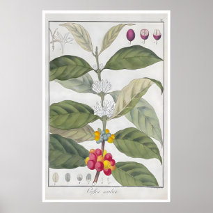Cartaz de Café Impressão Botânica Arabica Arte Caf