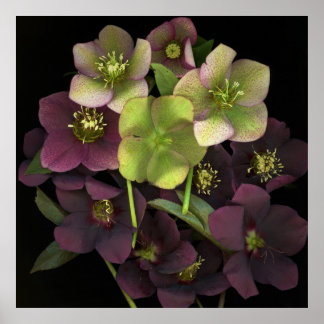 Cartaz de Impressão de Arte Botânica de Hellebore