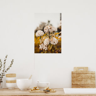 Cartaz de Impressão de Flores de Viburno Brancas e