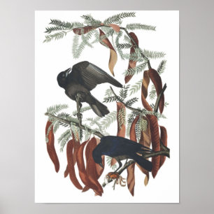 Cartaz de impressão vintage do corvo-pescador