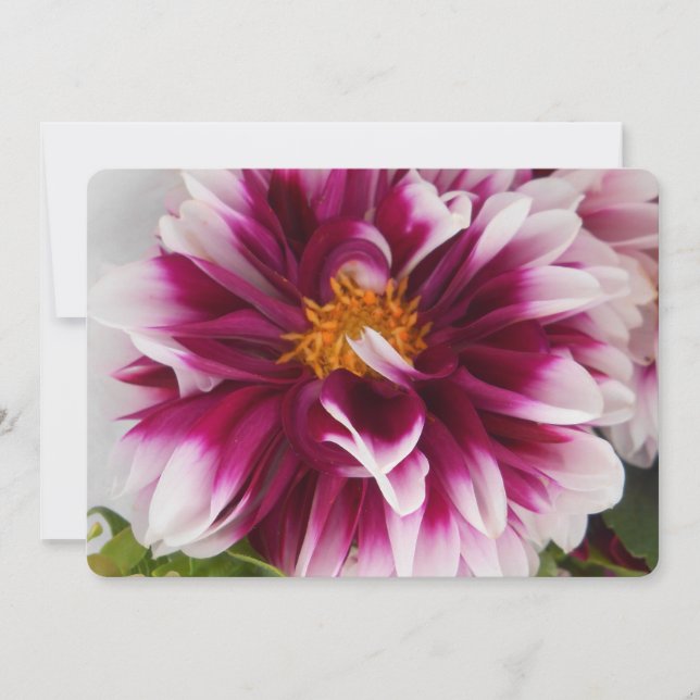 Carteuserina (Frente)