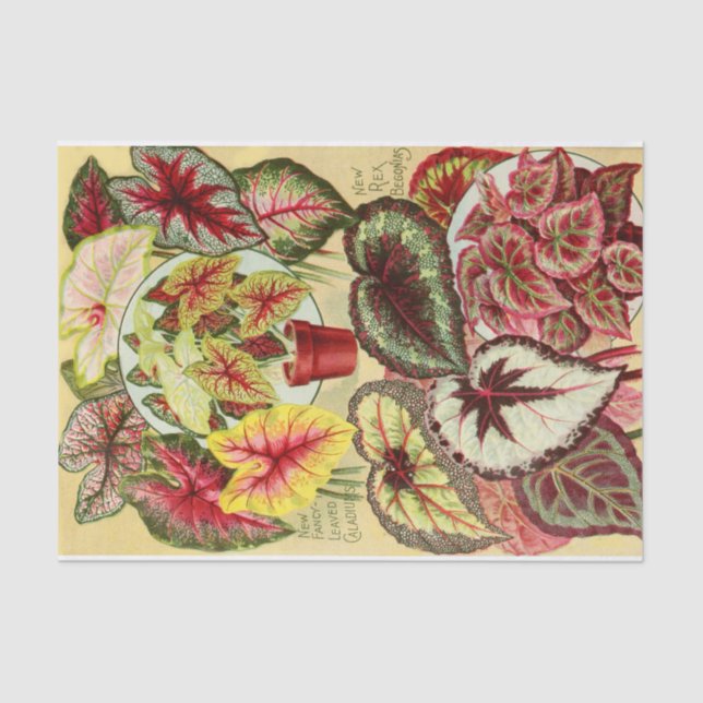 Cartões Antigos e Papel Tecido Rex Begonia (Frente )