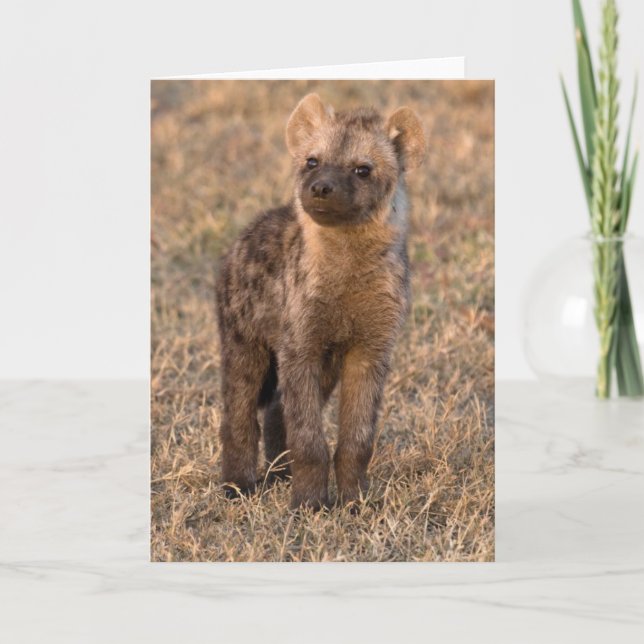 Cartões Baby Hyena (Frente)