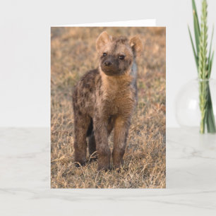 Cartões Baby Hyena