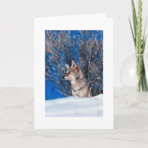 Cartões cartões de natal Natureza Invernal