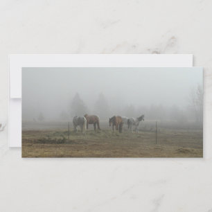 Cartões com fotos de Nevoeiro da Manhã Congelados