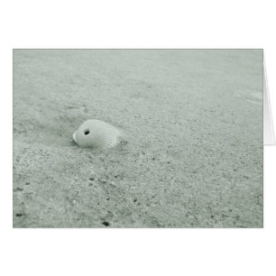 Cartões com fotos de Shell do mar