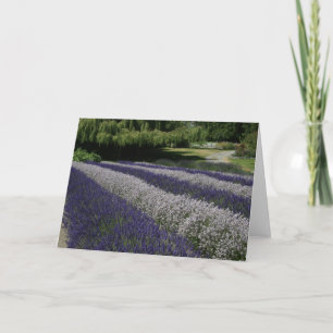 Cartões comemorativos: Lavanda roxa e branca