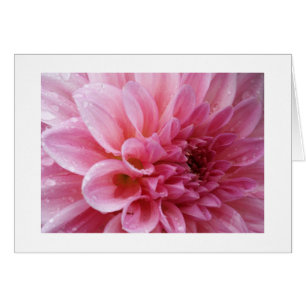 Cartões cor-de-rosa do crisântemo