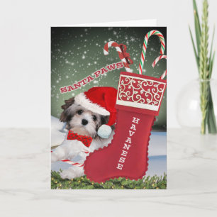 Cartões das patas do papai noel de Havanese