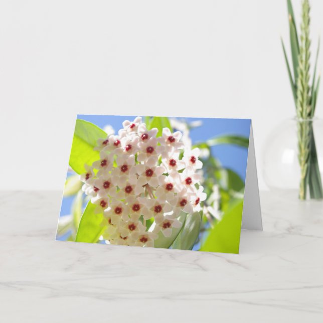 Cartões de agradecimentos (Frente)