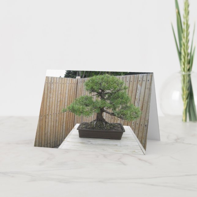 Cartões de agradecimentos Bonsai Mugo Pine (Frente)