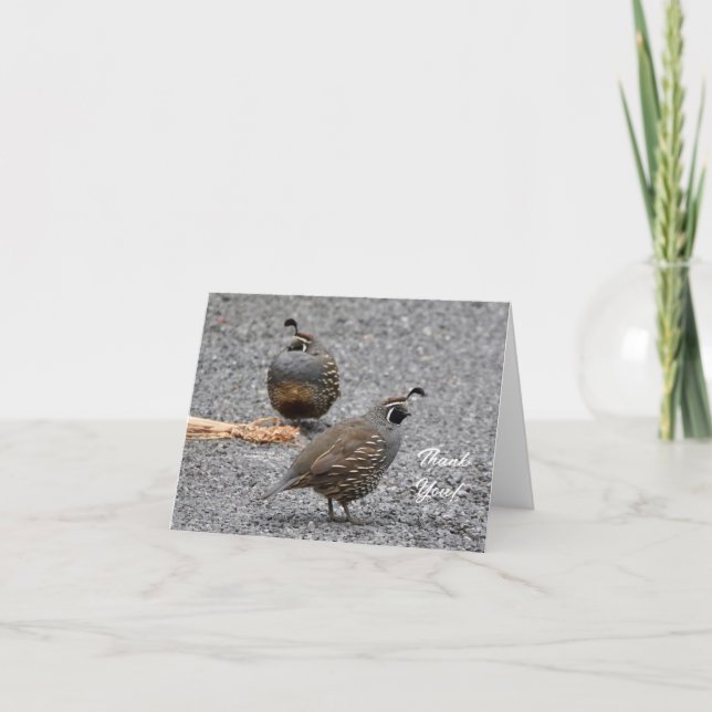 Cartões de agradecimentos com o Quail bird da Cali (Frente)