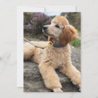 Cartões de agradecimentos da caniche