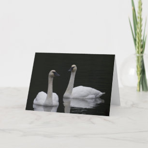 Cartões de agradecimentos de Anacortes de Cisnes B