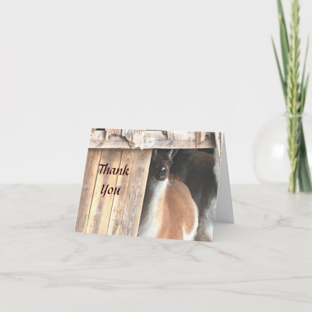 Cartões de agradecimentos de animais bonito Llama  (Frente)