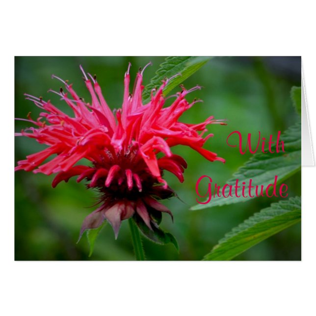 Cartões de agradecimentos de Bee Balm (Frente Horizontal)