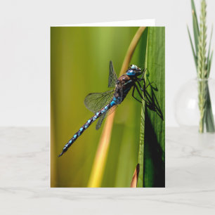 Cartões de agradecimentos de Dragonfly Darner de o