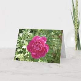 Cartões de agradecimentos de Flor de Peões Rosa Vi