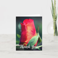 Cartões de agradecimentos de Flor de Rosebud Amare