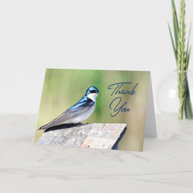 Cartões de agradecimentos de Fotografia de Swallow (Frente)