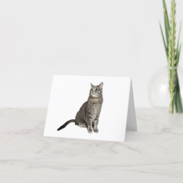 Cartões de agradecimentos de Gato Abissino