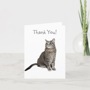 Cartões de agradecimentos de Gato Abissino