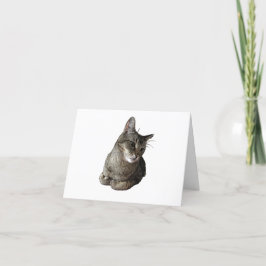 Cartões de agradecimentos de Gato Abissino