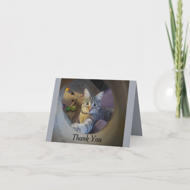 Cartões de agradecimentos de gatos (Frente)