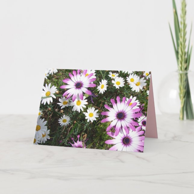 Cartões de agradecimentos de Jardim da Margarina B (Frente)