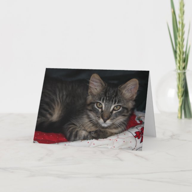 Cartões de agradecimentos de Kitten (Frente)