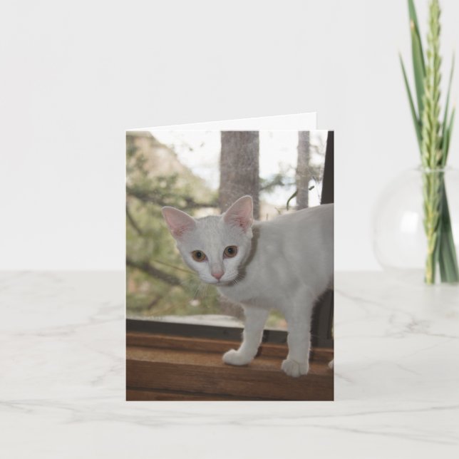 Cartões de agradecimentos de Kitten (Frente)