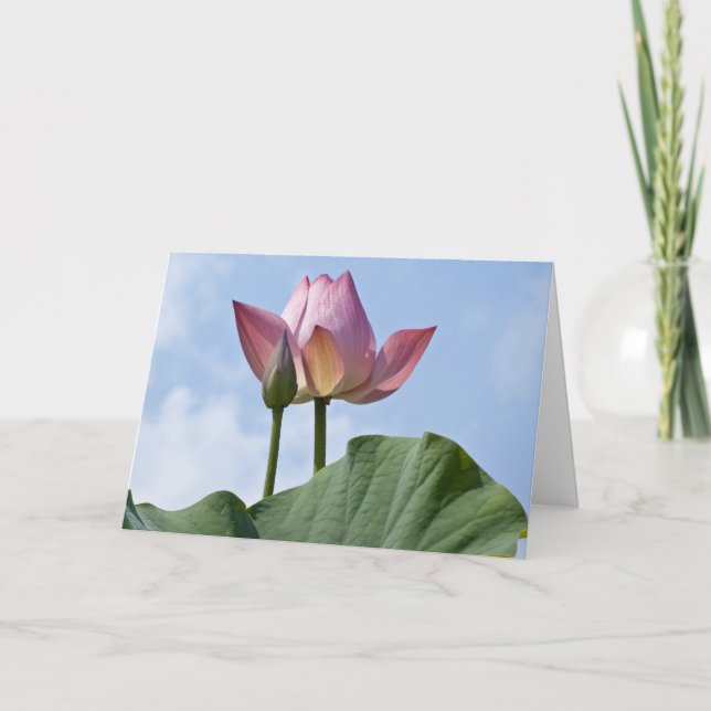 Cartões de agradecimentos de Lotus Rosa (Frente)