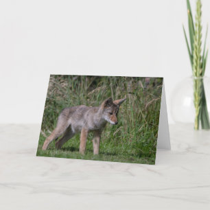 Cartões de agradecimentos de Pup Wild Coyote
