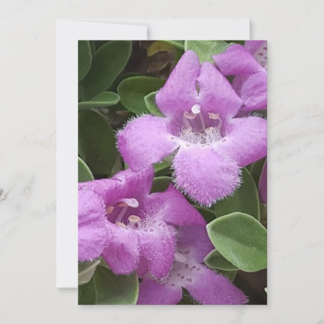 Cartões de agradecimentos de Sage Roxo (Frente)