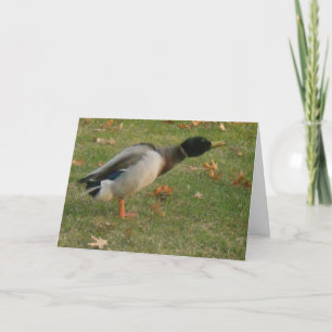 cartões de agradecimentos do "Neighhood Mallard Sh