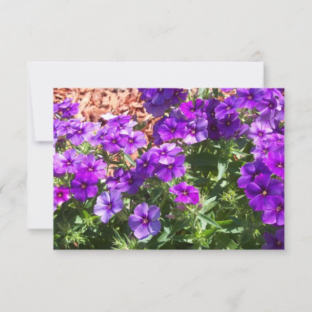 Cartões de agradecimentos Floral Phlox Roxo (Frente)