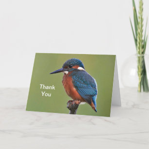 Cartões de agradecimentos Kingfisher