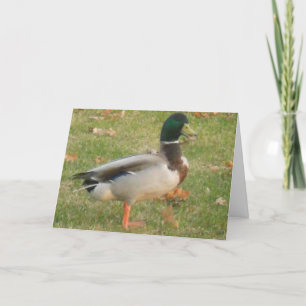 cartões de agradecimentos "Neighhood Mallard #2"